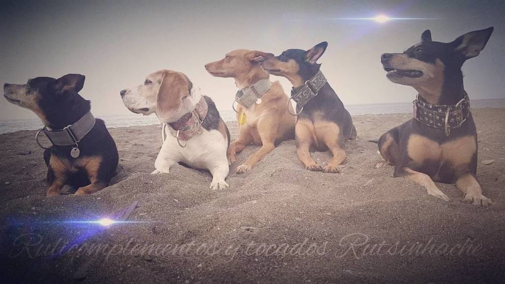 ruliworld's tweet photo. https://t.co/1eg4jigQdx #collares #martingale para #perros 
#collarmartingale #collardeperro #dog #rulicomplementosytocadosrutsinhache #co… https://t.co/EAEi3Z6COg