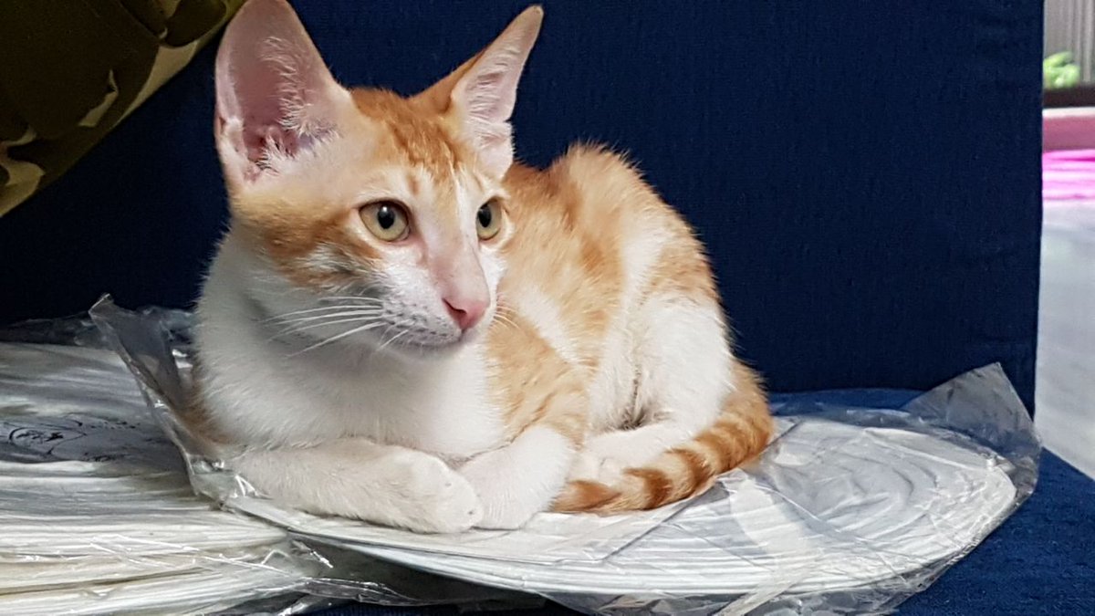 worldforall's tweet photo. Ed can run like a footballer, meh like a goat and love you like a cute little child! Adopt him and be his lucky parent! Call 9769997540 https://t.co/ZqRJraBjxL