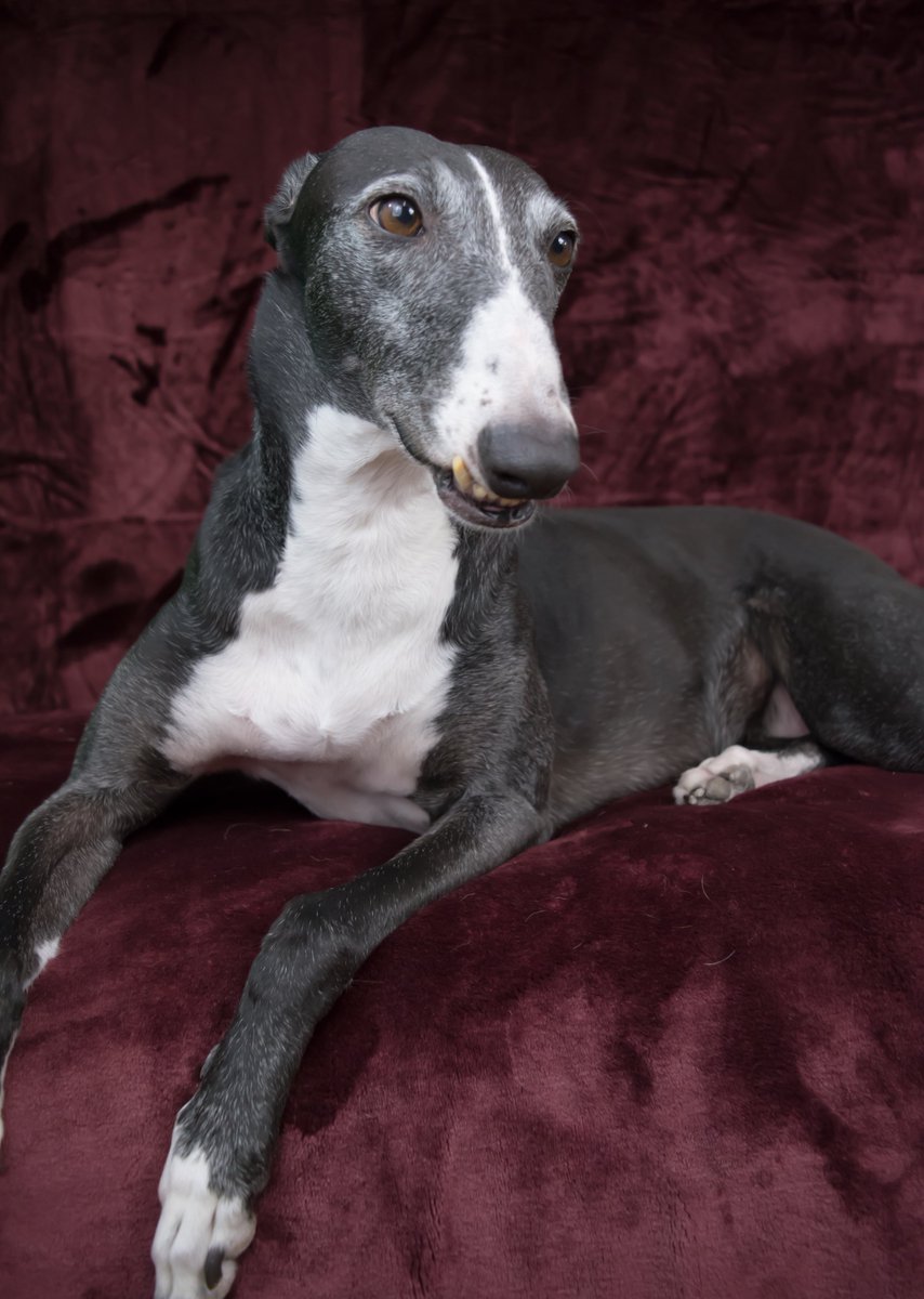 Greytfella's tweet photo. Greeting from Maddy the #greyhound #AdoptDontShop #dogsoftwitter #dogs #greyhounds https://t.co/RQoUt7Z1HK