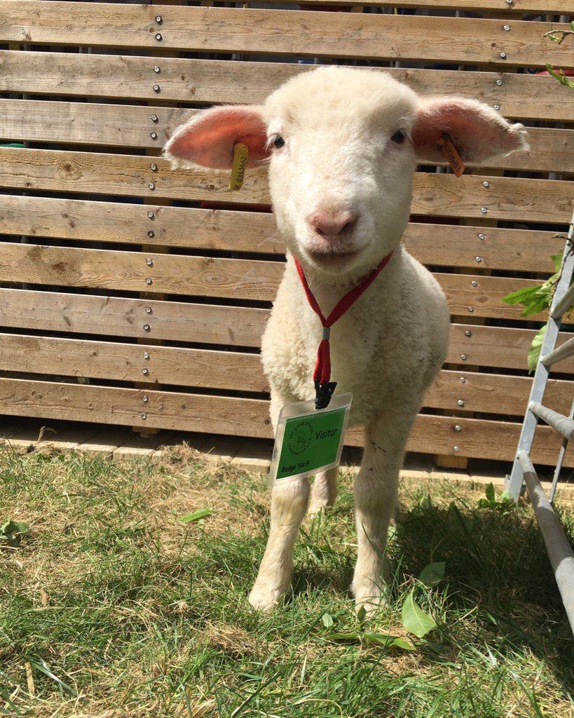 shepherdsgate0's tweet photo. ted. #sharethursday @lamlacvolac https://t.co/KqdYFHJxFw