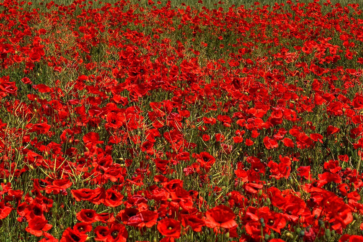 bidntravel's tweet photo. Beautiful field of #poppies in Brandenburg, Germany.
Lest visit #Germany
#travel #photography #bidntravel https://t.co/C8pD2R3ocT