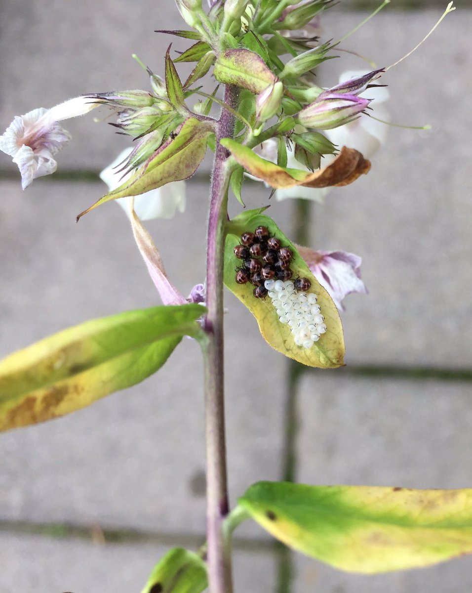 Wineke_dB's tweet photo. Aan de onderkant van een blaadje van een Phlox trof ik deze witte eitjes en torretjes(?) aan. Wat zou dit zijn? @waarneming https://t.co/u967XU7Jeb