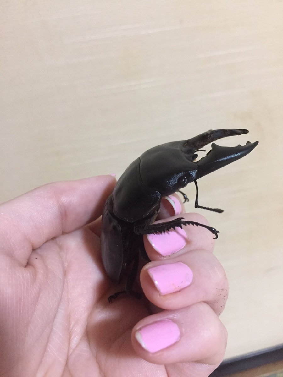 did you know? When Spike surveys his domain, he likes to sit like a people.