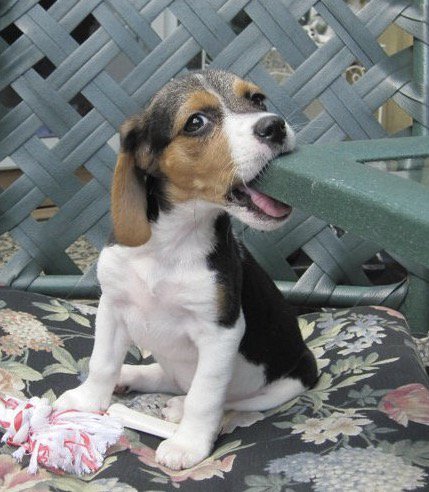 sgwohlberg's tweet photo. tbt to when the #rubymonster was itty bitty and liked eating tables @ASPCA https://t.co/RXjkdR5neh