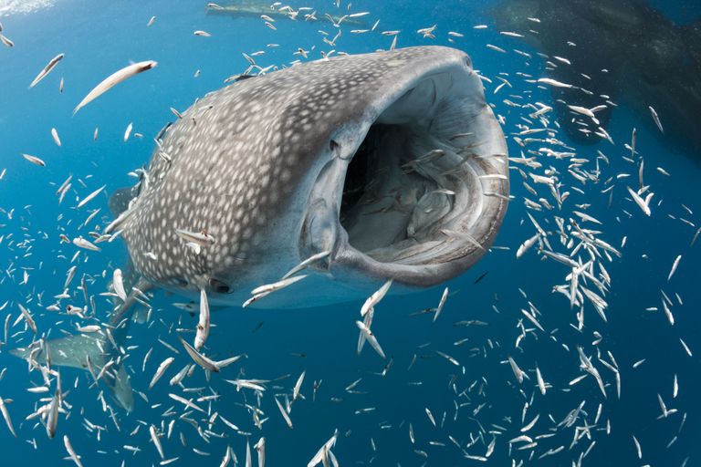 Newport Aquarium On Twitter The Whale Shark Is The Largest Fish