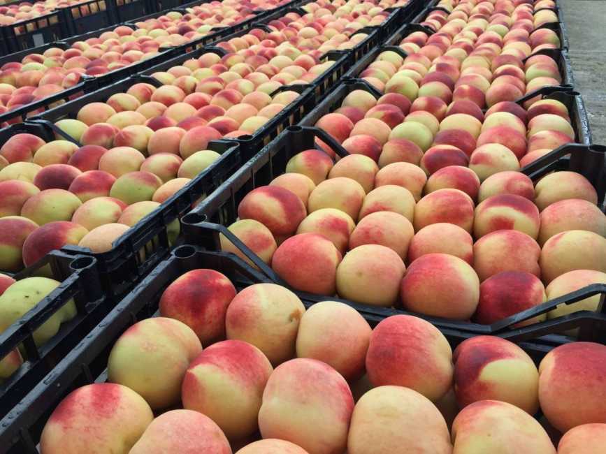 Sagra della PescaBivona, Bivona (Agrigento) - disagrainfesta.it/sicilia/agrige…