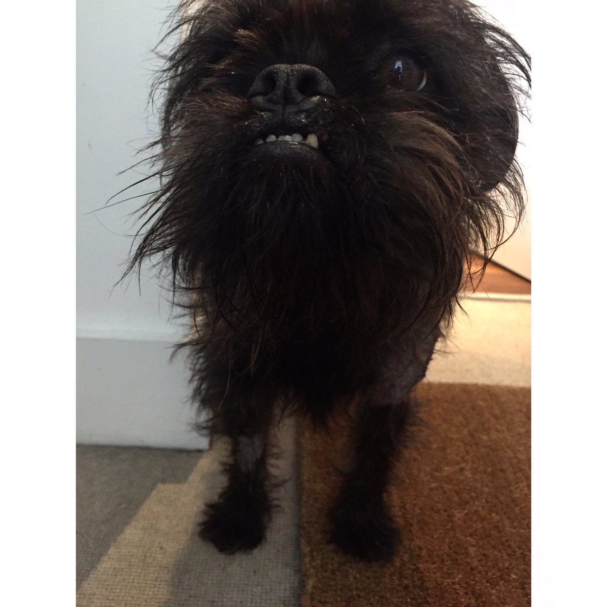 GrowleesDogTags's tweet photo. Back on my paws! Thanks for the love @dogsoftwitter @woofwoofnetwork #bitcheswithstitches https://t.co/8er5xn5MPz
