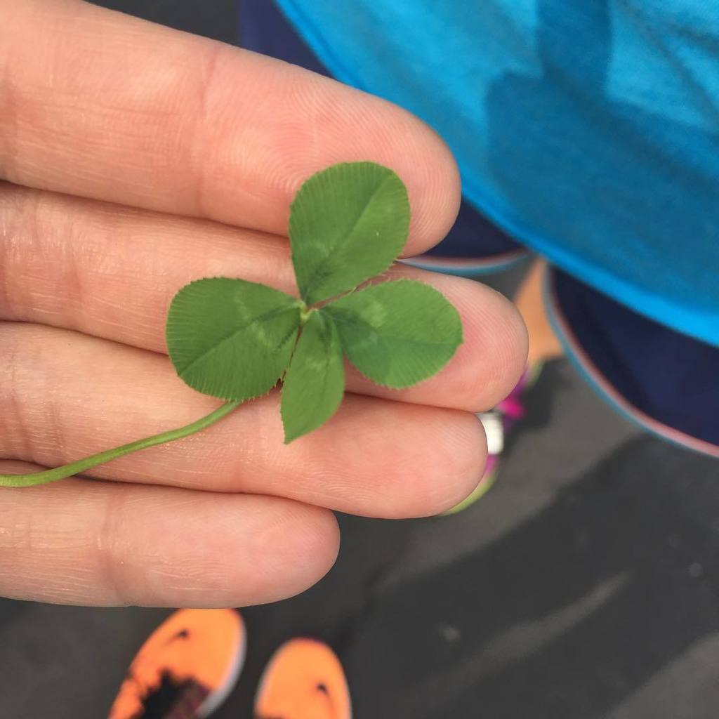 teachmama's tweet photo. soggy little four-leafer found midway on a long, hot, muggy walk with by pal
#kilpattyluck #fourleafclover #fitfr… https://t.co/ePfnu2d2YU https://t.co/urIIRHJVoj
