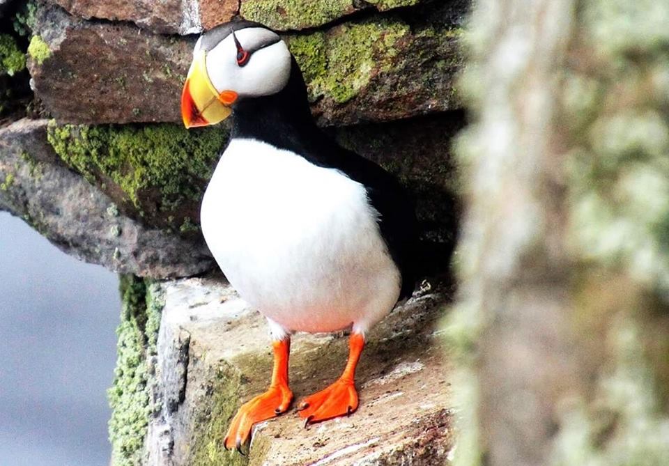 zhemchug's tweet photo. Birds are failing @unanganforberingsea on the #PribilofIslands..the birds are getting hungry..#climatechange.. millions of birds nest here.. https://t.co/0S1ln7EuIf