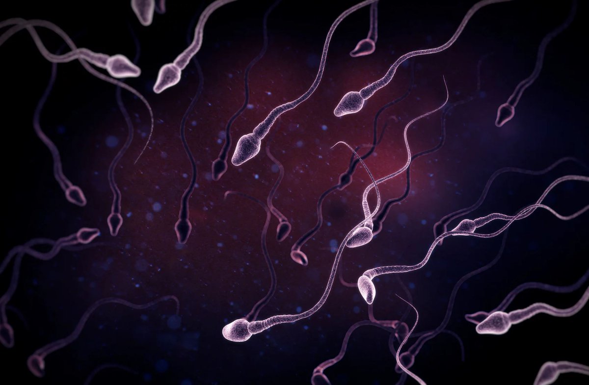 DrTuncTiryaki's tweet image. Men's health. Sperm counts among western men have halved in last 40 years. 
theguardian.com/lifeandstyle/2…

#HealthcareStudy #PublicHealth