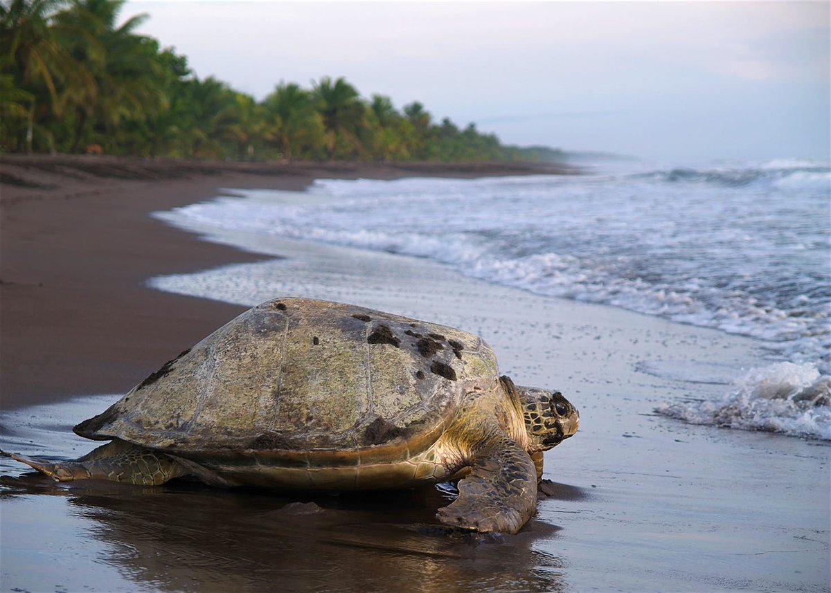 lonelyplanet's tweet photo. Top 10 things to do in #CostaRica for first-timers https://t.co/kyrO8irDgY #travel https://t.co/Vl1EAcLWJx