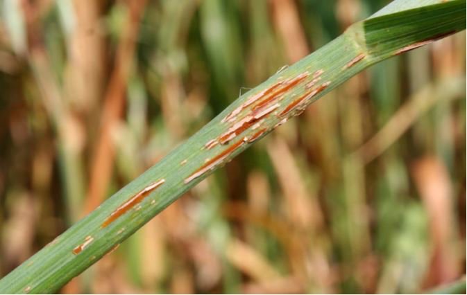 planthealthprog's tweet image. Yield Losses Due to Crown Rust in Winter Oats in Alabama #openaccess  @Crop_Protection bit.ly/2t8Pi1x