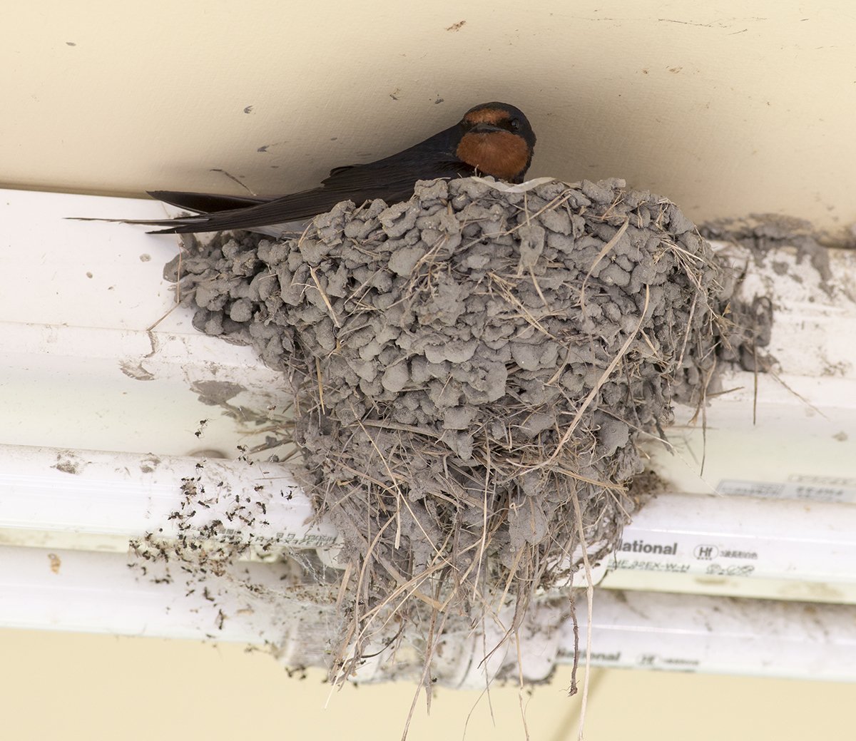 宮本 桂 抱卵中のツバメの巣は縁や壁に雛の糞の跡がないので おそらく7月に入ってから作られたものだと思います Twitter