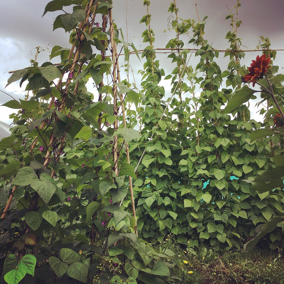 MaryWilson1789's tweet photo. #organic #sunflowers #beans #onthemenu @JanWilsons https://t.co/CTAMbLXtvY