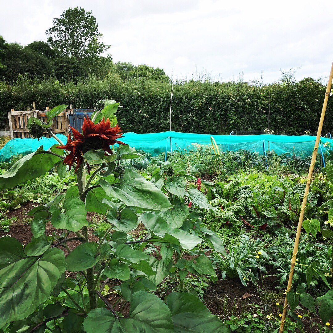 MaryWilson1789's tweet photo. #organic #sunflowers #beans #onthemenu @JanWilsons https://t.co/CTAMbLXtvY