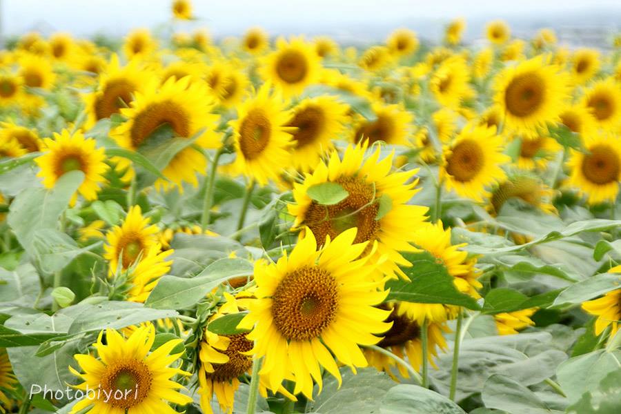 静岡カメラ女子 メンバー撮影photo 先日の撮影会より ひまわり畑の写真 静岡 カメラ女子 写真好きな人と繋がりたい 写真撮ってる人と繋がりたい 撮影会 夏 ひまわり ひまわり畑