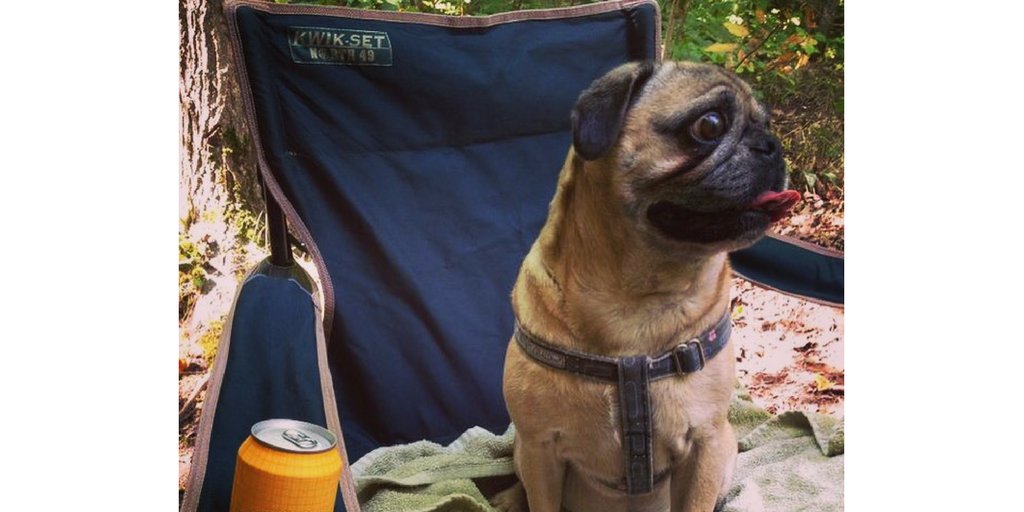 Pepe_le_Pug's tweet photo. #tbt to that time I visited Algonquin Park - it was beauTEEful! #YLM19 #YMCALocalMOTION https://t.co/uhSP9MJt7o