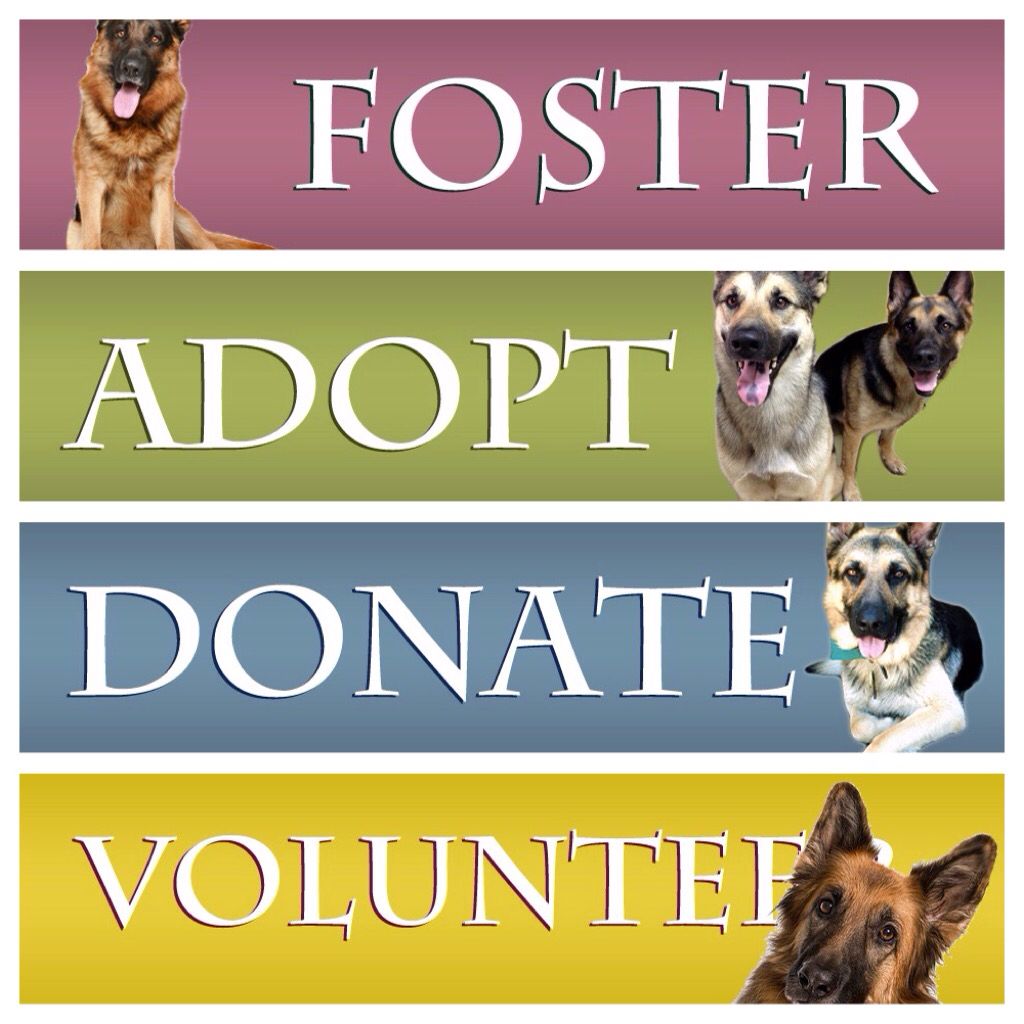 BC_GSR's tweet photo. SPONSOR? VOLUNTEER? DONATE? VOLUNTEER? @BCGSR loves their community and we are #swflproud #SUMMER2017 #RescuedGSD #AdoptDontShop https://t.co/OjSuHEjKwl