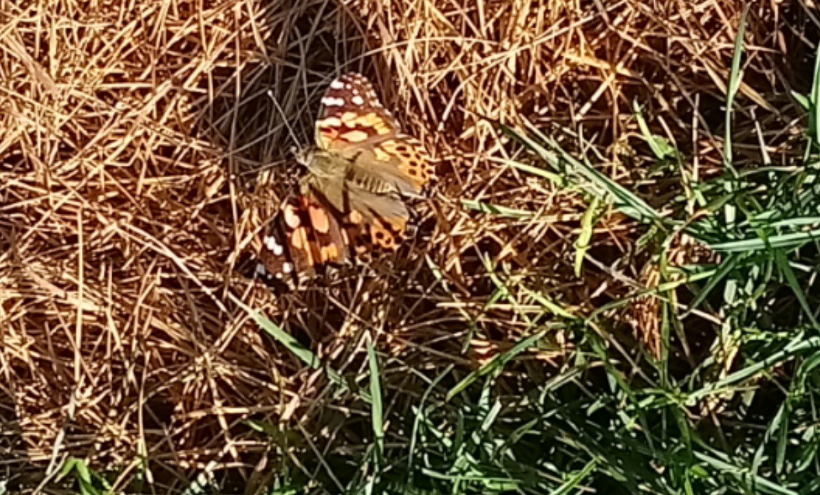 Travelswithpick's tweet photo. Monarch butterflies are abundant this morning.  Beautiful and a rare sight. #MN #GoRVing #Fulltime https://t.co/0oXPUWFzHo