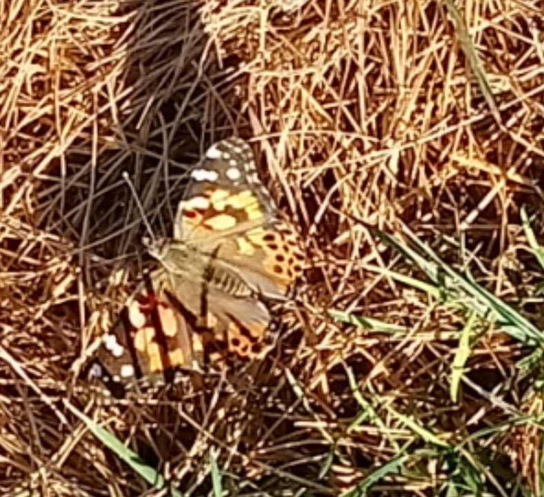 Travelswithpick's tweet photo. Monarch butterflies are abundant this morning.  Beautiful and a rare sight. #MN #GoRVing #Fulltime https://t.co/0oXPUWFzHo
