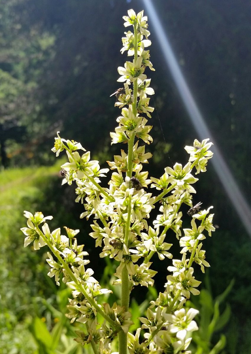 GardenOpus's tweet photo. CATCHING RAYS! #Veratrum californicum (#CornLily, #FalseHellebore, #Melanthiaceae) just S. of Crested Butte, #Colorado, about 9,600'. https://t.co/pFgMmYbVCO