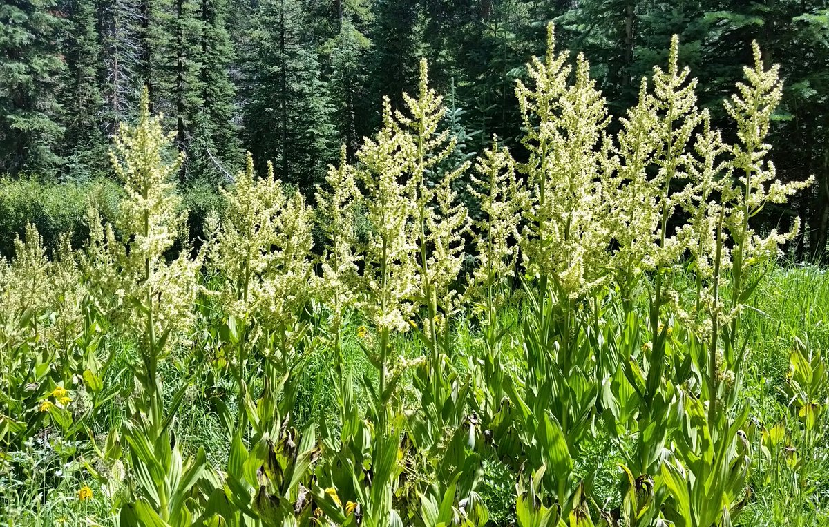 GardenOpus's tweet photo. CATCHING RAYS! #Veratrum californicum (#CornLily, #FalseHellebore, #Melanthiaceae) just S. of Crested Butte, #Colorado, about 9,600'. https://t.co/pFgMmYbVCO