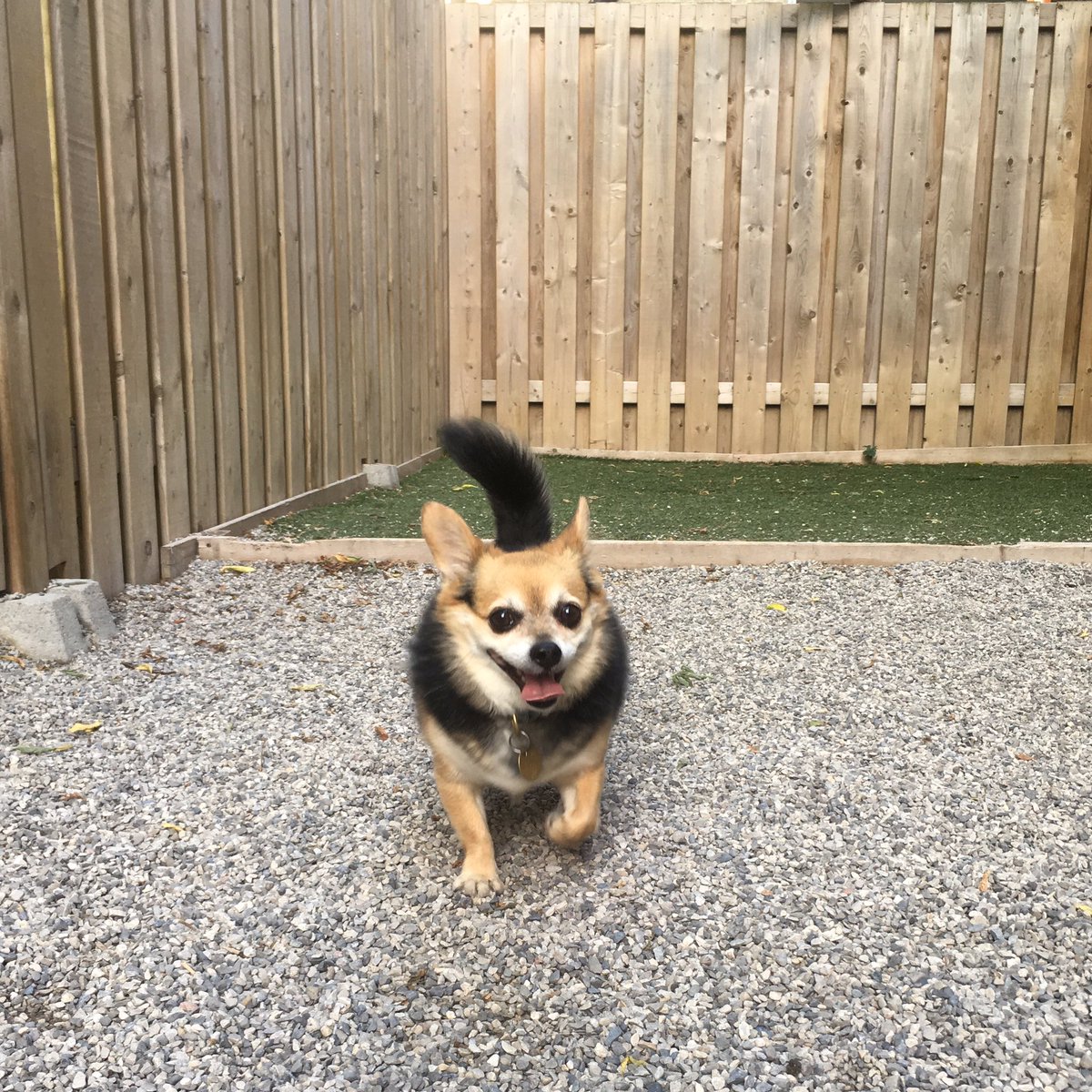 MyPetropolisDD's tweet photo. Gryphon is the cutest lil guy! ❤️🐾 #doggydaycare #dogsofto #toronto #dogs #etobicoke #LongBranchTO #shoplocal #shoplongbranch https://t.co/HtIX1WfetE