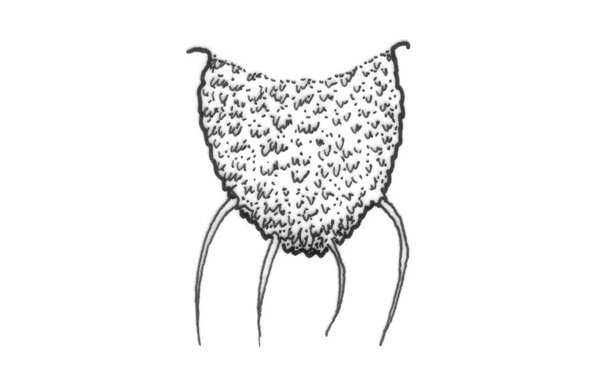 biocomes's tweet photo. The new BIOCOMES newsletter is out! With a.o. udates on the Aphids and the Fusarium project. https://t.co/9F54LAl3Nm https://t.co/dJaf2ZdGc6
