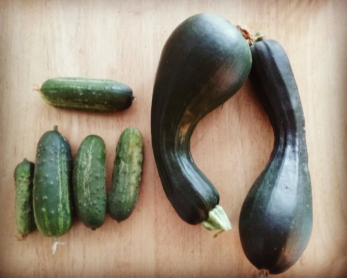 makingitupinSLC's tweet photo. Today's harvest! #homestead #garden #gardening #vegetables #zucchini #cucumbers #pickles #farmlife #sustainable #organic #food #healthy https://t.co/39ZuMjdT3n