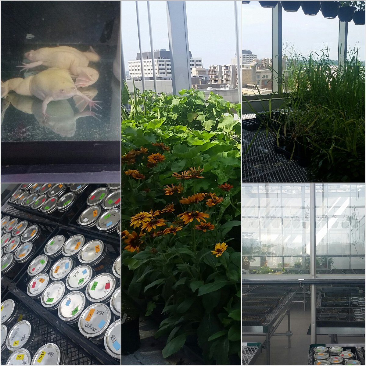 1stchoice38125's tweet photo. Greenhouses@GWU #SySTEMicTraining @SouthwindEDU @SouthwindHS https://t.co/JbdjKmbWmH