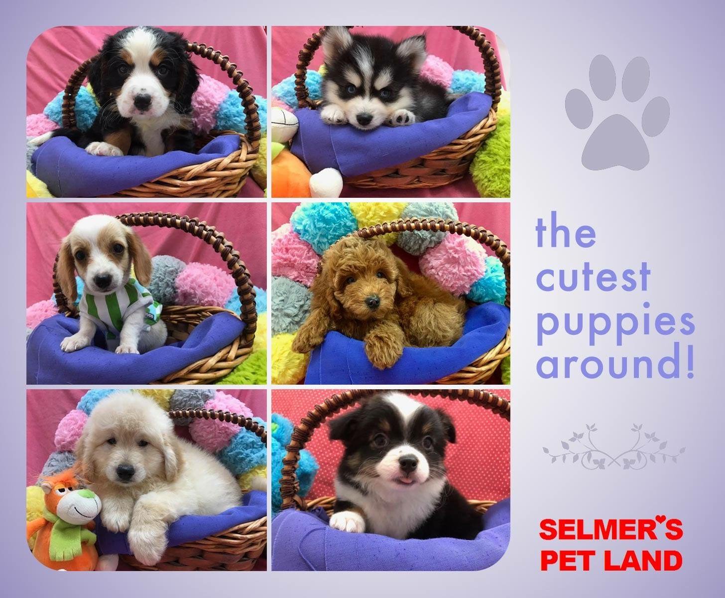 Selmers petland cheap puppies