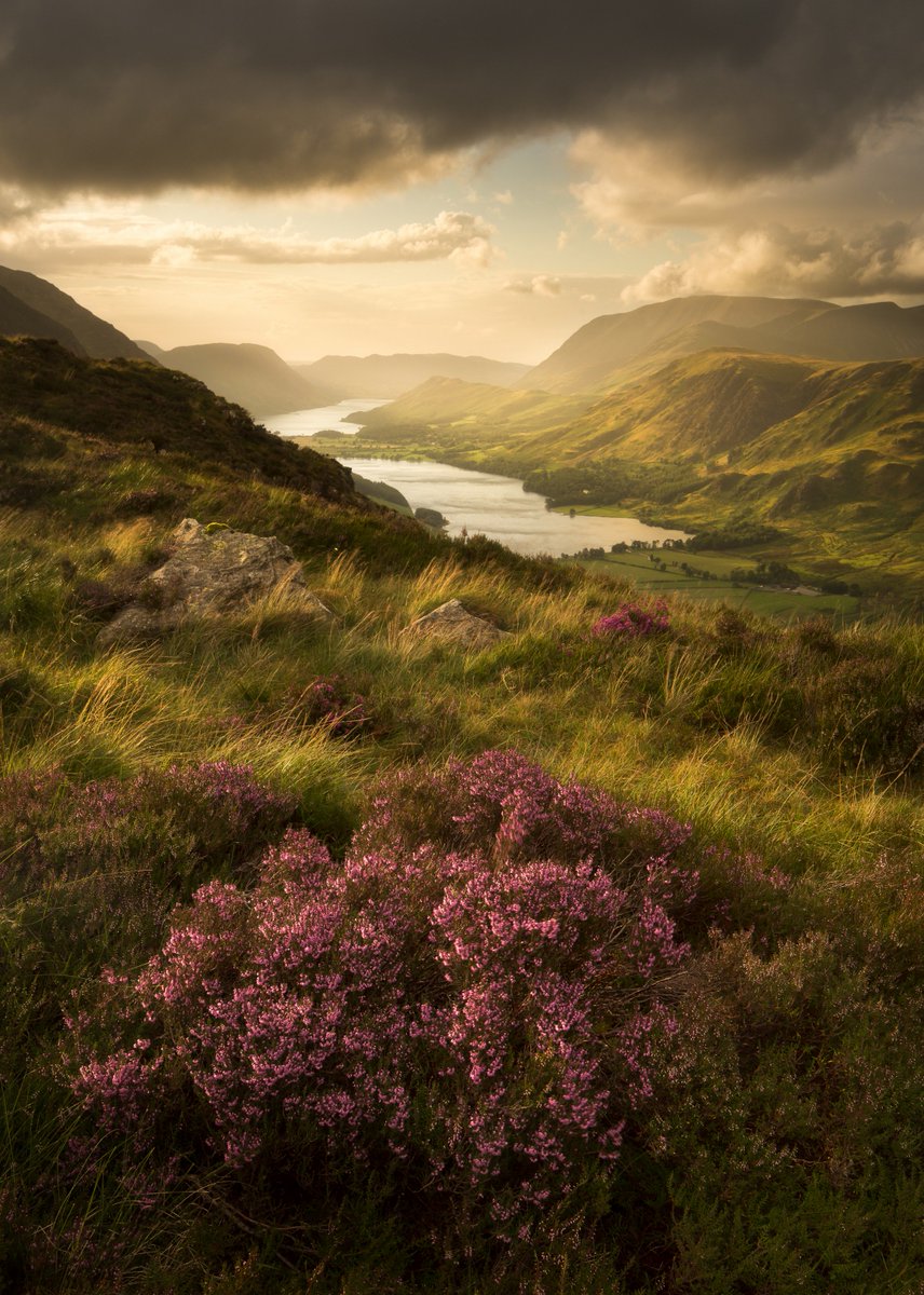 Last night's image from Haystacks - the heather wasn't quite at it's peak but the light made up for it @FormattHitech #golakes <a href="/OPOTY/">Outdoor Photography</a>