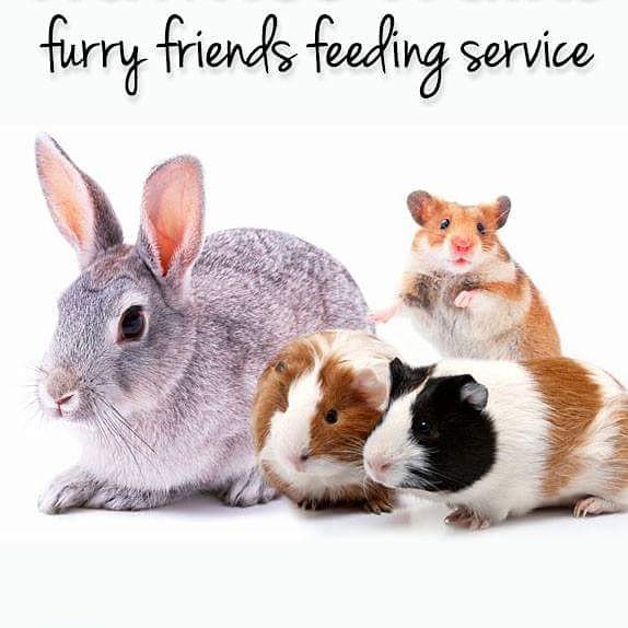 Hawkeswalks's tweet photo. Hawkes Walks has launched a brand new service for all your Furry friends needs xx https://t.co/fkMjskNSaJ