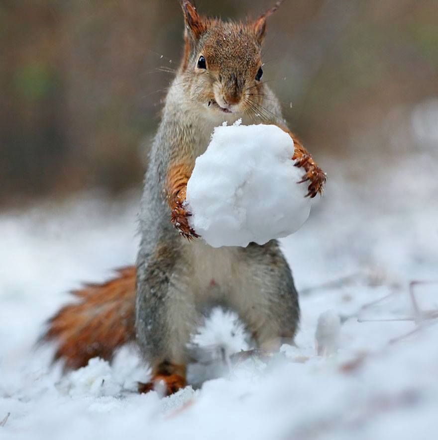 knowledge_onlyy's tweet photo. ⛄️ ความน่ารักๆของกระรอกน้อย งื้อน่ารักกก ❄️ https://t.co/gMdQhx84d2