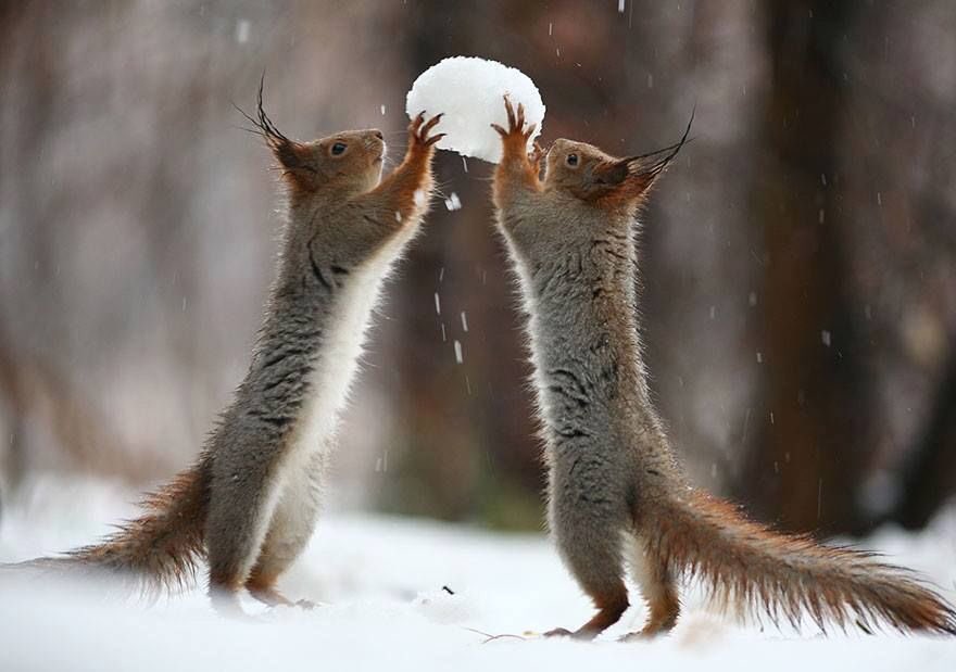 knowledge_onlyy's tweet photo. ⛄️ ความน่ารักๆของกระรอกน้อย งื้อน่ารักกก ❄️ https://t.co/gMdQhx84d2