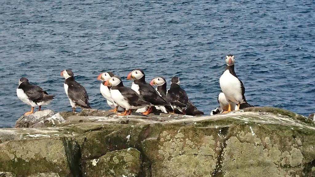 thefarneislands's tweet photo. Cracking views off these little fellas this morning on Staple Island. 
Final touchdown on land before migration starts next week. https://t.co/SIRpIb5BJg
