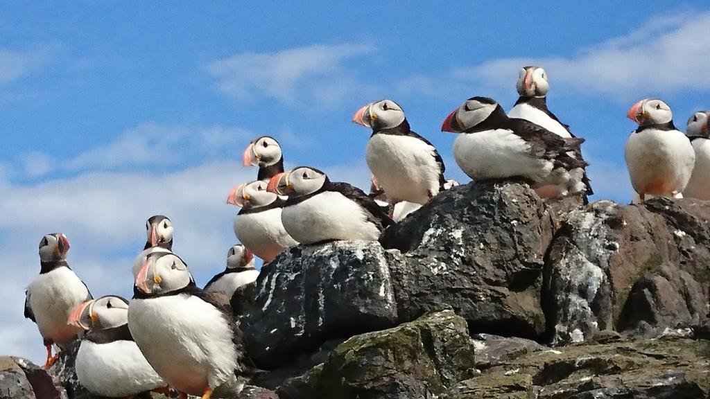 thefarneislands's tweet photo. Cracking views off these little fellas this morning on Staple Island. 
Final touchdown on land before migration starts next week. https://t.co/SIRpIb5BJg