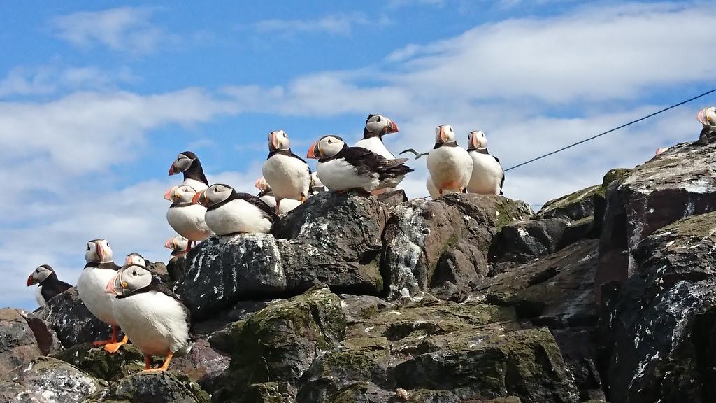 thefarneislands's tweet photo. Cracking views off these little fellas this morning on Staple Island. 
Final touchdown on land before migration starts next week. https://t.co/SIRpIb5BJg