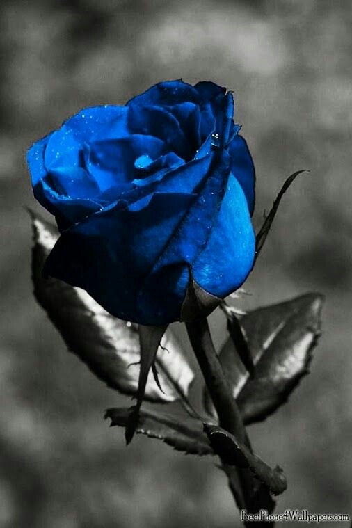 InSegretonwogdr's tweet photo. Ti è stata regalata una rosa. https://t.co/eovJ9fDPyn