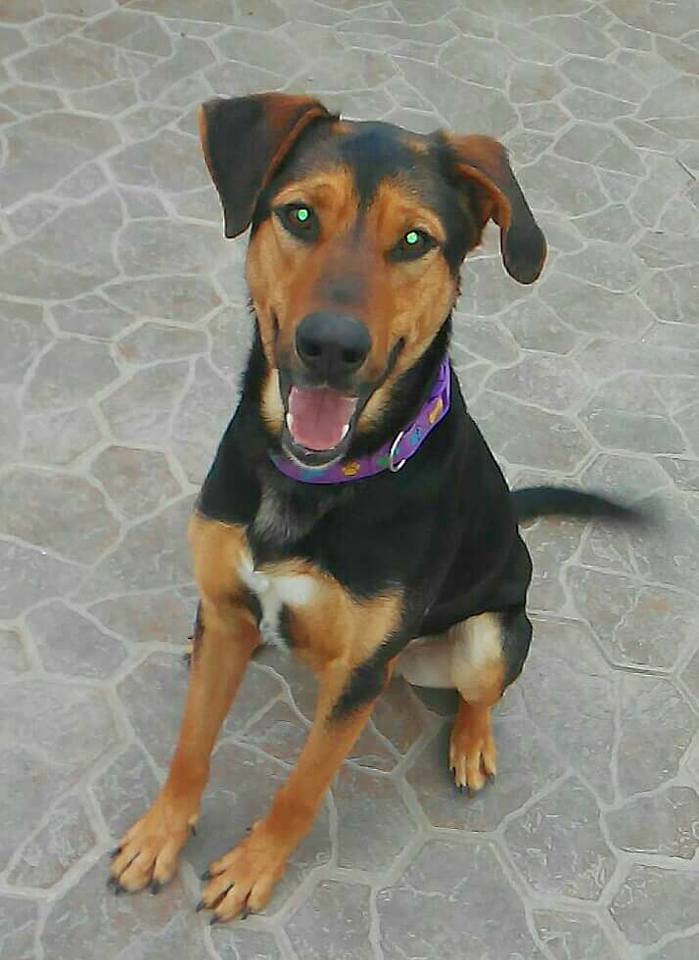 ACOGE A MELON.X Labrador+Pastr Alemn mediano.De 8/14.En Chiclana.OK niño y perro.Duda gato.Contacto maskeperros.es o contacto@maskeperros.es