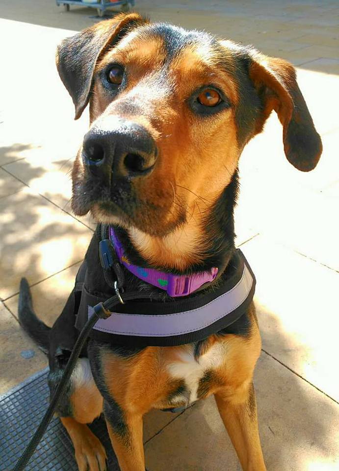 APADRINA A MELON.Pago/mes:90 euros resi+pienso marca Gosby x problema d estomago.Para ayudar cn los gastos escribe a contacto@maskeperros.es