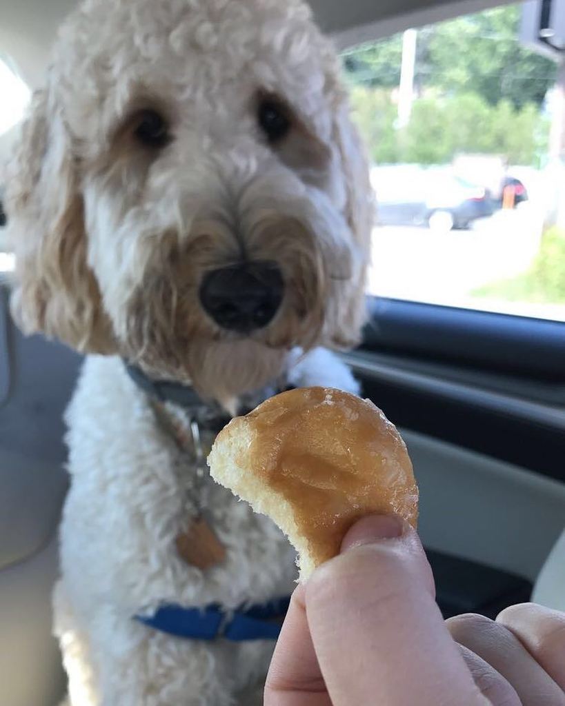 leo_doodcaprio's tweet photo. Saturday's are for donuts with Mom &amp; Dad. Is it the weekend yet? 😴 https://t.co/HmY8iQ82HB https://t.co/zL1RWHOzNm