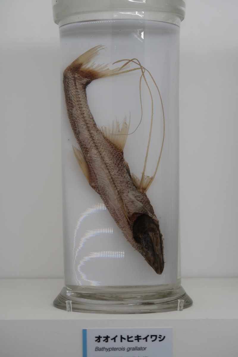 Asa 今回初めて知った深海魚豆知識 シダアンコウは逆さまになって泳ぐ 展示では頭が下ですが そうではなくて 背中側を下にして泳ぐみたいです シダアンはアンコウにあるまじきスマート体形がなかなか好みなのです 深海17