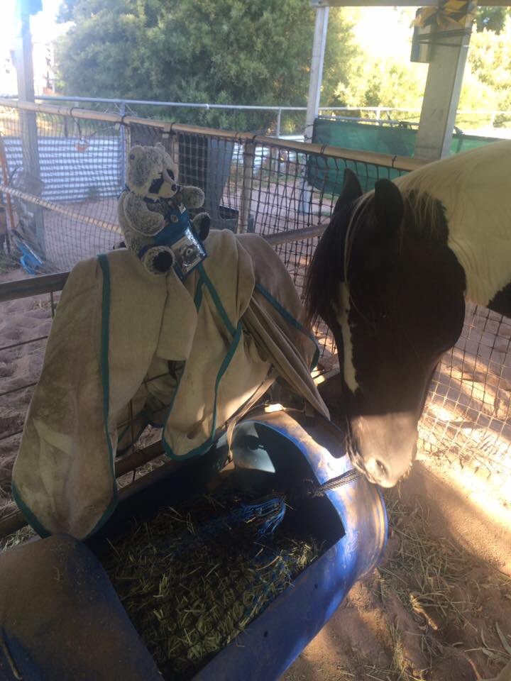 Travel4Maddie's tweet photo. Are here any horse lovers out there?

#horses #letsgoriding  #animals
#bareback https://t.co/gyZ4B3hALA