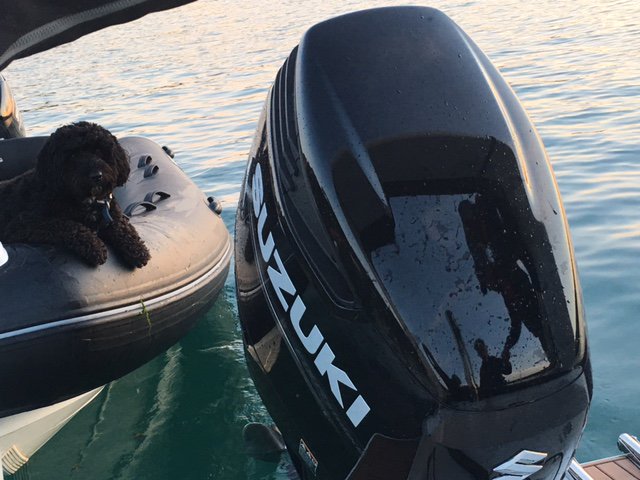 SuzukiMarineUK's tweet photo. BOATER'S BEST FRIEND
#DF300AP #UltimateOutboards #CuteDog https://t.co/wMiNVcjcDh