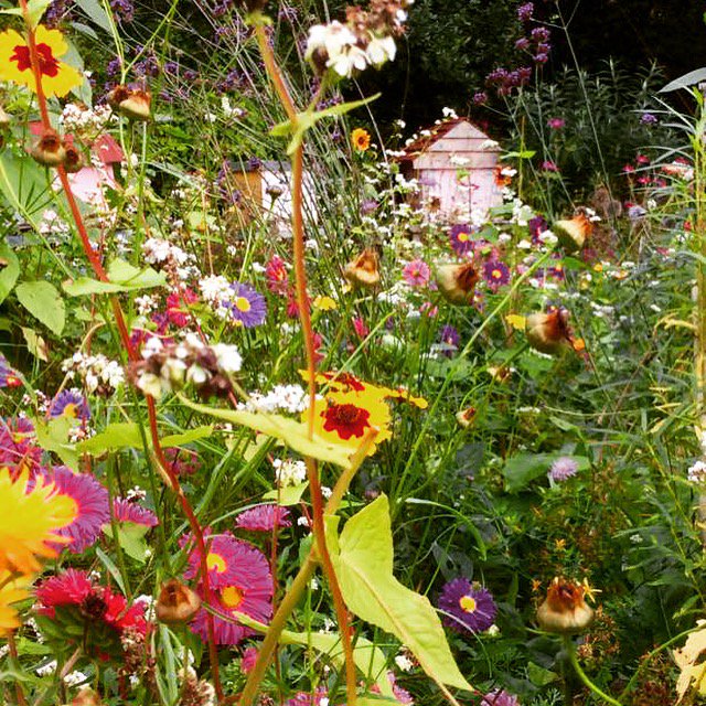 NaturalBeeTrust's tweet photo. The bees & the butterflies love messy gardens
#growingforbees
#organic
#beemagnets https://t.co/uqZGw4wV2l