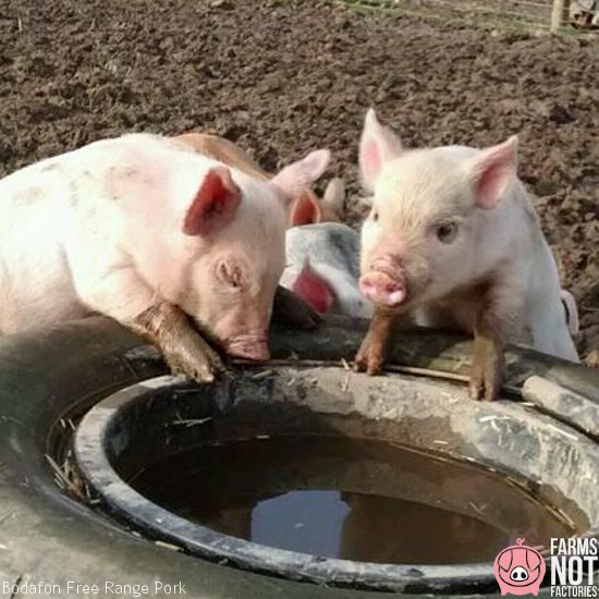 farmsnotfactory's tweet photo. Less demand of factory farmed meat equals less supply, which means a better world for all. These fellas at @bodafonpork thank you! https://t.co/mmageEE93B