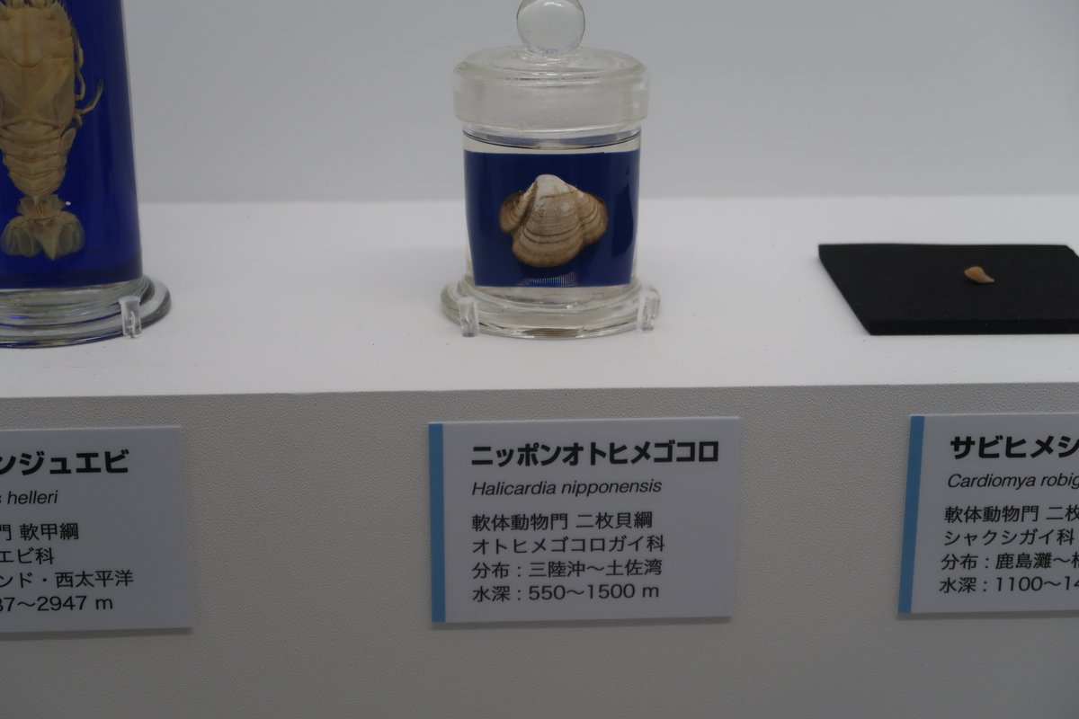Asa 水深7000mに潜むダイダラボッチ 深海17