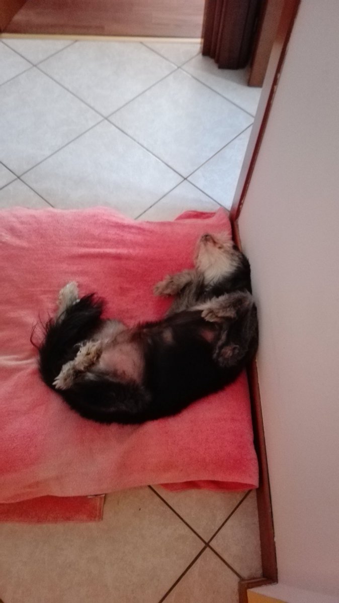 bajamelo's tweet photo. La vita quella dura https://t.co/2CJnGrsj4h