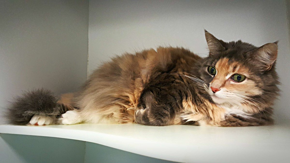 TheCatFanatics's tweet photo. Sheeba... royalty in another life? And this one?? 😍🐱 #princesssheeba #catsoftwitter #catsofperth #imacatfanatic https://t.co/8FDbvHX6eN